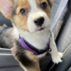 Welsh Corgi, Pembroke MALE AND FEMALE CORGI PUPPIES