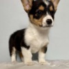 Welsh Corgi, Pembroke MALE AND FEMALE CORGI PUPPIES