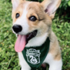 Welsh Corgi, Pembroke MALE AND FEMALE CORGI PUPPIES