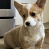 Welsh Corgi, Pembroke MALE AND FEMALE CORGI PUPPIES