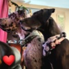 Great Dane Great Dane Puppies
