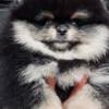 Pomeranian Amazing  Pomeranian Puppies For Sale  (Whatsapp : +31685390783 )