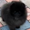 Pomeranian Amazing  Pomeranian Puppies For Sale  (Whatsapp : +31685390783 )