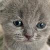 Scottish Fold Scottish straight and Scottish fold: