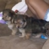 Chihuahua Gentle lovable support puppies