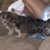 Chihuahua Gentle lovable support puppies