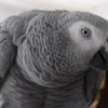 African Grey Parrot Beautiful African Grey Parrots & Cage