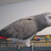 African Grey Parrot Beautiful African Grey Parrots & Cage