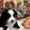 Miniature Australian Shepherd Mini aussies