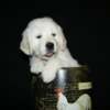 Golden Retriever English Golden Retriever Puppies