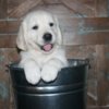 Golden Retriever English Golden Retriever Puppies