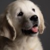 Golden Retriever English Golden Retriever Puppies