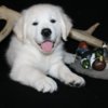 Golden Retriever English Golden Retriever Puppies