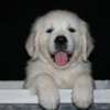 Golden Retriever English Golden Retriever Puppies