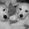 Golden Retriever English Golden Retriever Puppies