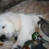 Golden Retriever English Golden Retriever Puppies