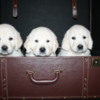 Golden Retriever English Golden Retriever Puppies