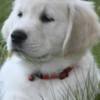 Golden Retriever English Golden Retriever Puppies