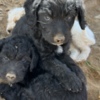 Poodle HeelerDoodle