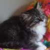 Siberian Kittens for sale