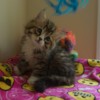 Siberian Kittens for sale
