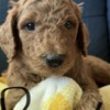 Golden Retriever Golden Doodle Puppies