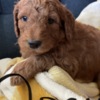 Golden Retriever Golden Doodle Puppies