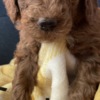 Golden Retriever Golden Doodle Puppies