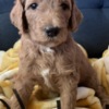 Golden Retriever Golden Doodle Puppies