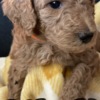 Golden Retriever Golden Doodle Puppies