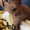 Golden Retriever Golden Doodle Puppies
