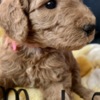 Golden Retriever Golden Doodle Puppies