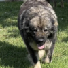 Caucasian Shepherd Dog Caucasian Shepherd puppies