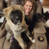 Caucasian Shepherd Dog Caucasian Shepherd puppies