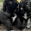 Caucasian Shepherd Dog Caucasian Shepherd puppies