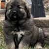 Caucasian Shepherd Dog Caucasian Shepherd puppies