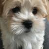 Havanese Cute Havanese Puppies