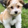 Havanese Cute Havanese Puppies
