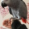 African Grey Parrot Super tame baby African grey