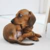 Dachshund Super Affectionate Dachshund Puppy