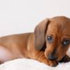 Dachshund Super Affectionate Dachshund Puppy