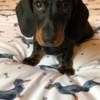 Dachshund Playful Dachshund Puppy For Adoption