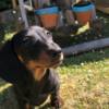 Dachshund Playful Dachshund Puppy For Adoption