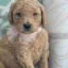 Poodle F1B Mini Goldendoodle Puppies