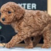 Poodle F1B Mini Goldendoodle Puppies