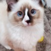 Ragdoll Ragdoll Kitten Male Seal w/Blaze
