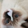 Ragdoll Ragdoll Kitten Male Seal w/Blaze