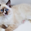 Ragdoll Ragdoll Kitten Male Seal w/Blaze