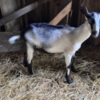 Sheep & Goats Alpine Goats for Sale
