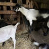 Sheep & Goats Alpine Goats for Sale